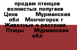 продам птенцов волнистых попугаев › Цена ­ 800 - Мурманская обл., Мончегорск г. Животные и растения » Птицы   . Мурманская обл.